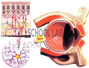 Human Eye Demonstration